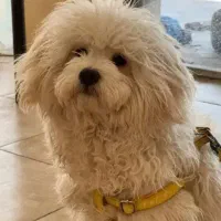 سگ شیتزو هشت ماهه|سگ|شیراز, کوشک میدان|دیوار