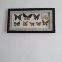 تابلو|تابلو، نقاشی، عکس|سهند, |دیوار