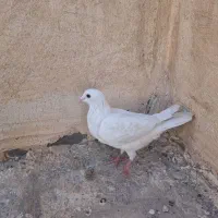 کبوتر پلاکی آلمانی