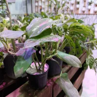 گل طبیعی بسیار زیبا