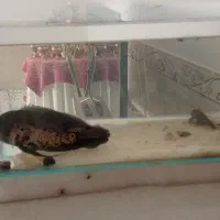 ماهی لجن خارو اسکار|ماهی|کدکن, |دیوار