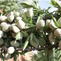 فروش انواع ارقام نهال میوه و خشکبار|خدمات باغبانی و درختکاری|اسلام‌‌آباد غرب, |دیوار