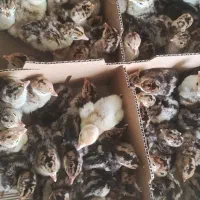 جوجه بوقلمون