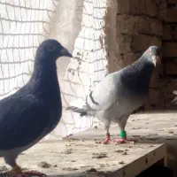 بهترین نسل|پرنده|زاوه, |دیوار