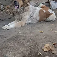 دو عدد سگ نگهبان