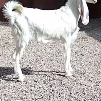 بزغاله ماده گلابی