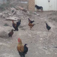 نیمچه مرغ وخروس مرندی لهستانی محلی|حیوانات مزرعه|گنبد کاووس, |دیوار