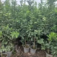 درخت نخل  بزرگ بنه دار نهال نهالستان گردو پکان|خدمات باغبانی و درختکاری|قم, آزادگان|دیوار