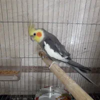 عروس هلندی دونه ای