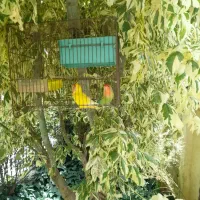 طوطی برزیلی یکساله