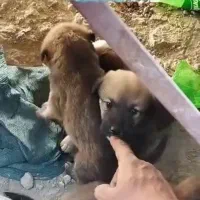 کمک رسانی و واگذاری