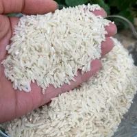 برنج دمسیاه