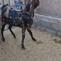 بز کامور پتیری و سانن|حیوانات مزرعه|بردسکن, |دیوار