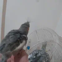 عروس هلندی|پرنده|تهران, سلیمانی|دیوار