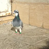 ماده ابلغ المانی