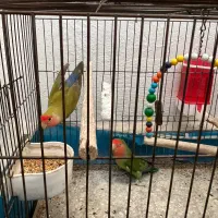 طوطی برزیلی|پرنده|رشت, دخانیات|دیوار