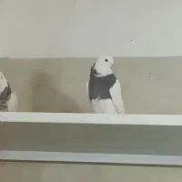 یک جفت کفتر طوقی|پرنده|مهربان, |دیوار