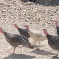 بوقلمون