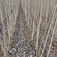 نهال صنوبر درجه یک با قیمت مناسب|خدمات باغبانی و درختکاری|میاندوآب, |دیوار