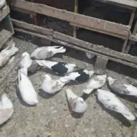 21جفت|پرنده|نیر (اردبیل), |دیوار