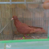 8عدد کرمونی آس شهرستانی