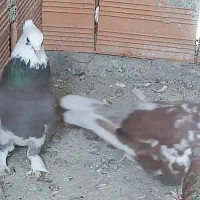 کبوتر تکپر  کاکل|پرنده|خان ببین, |دیوار