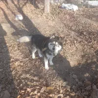 واگذاری هاسکی چشم آبی