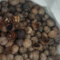 گردو کاغذی امسال کاملاً خشک خوش طعم|خوردنی و آشامیدنی|شاهین دژ, |دیوار