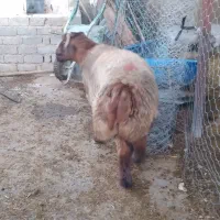 قوچ دورگ چینی دورون