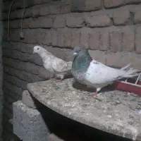 سه عدد کفتر بفروش میرسد