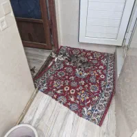 واگذاری رایگان ۶بچه گربه