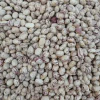 لوبیا چیتی کوشا