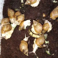 حلزون مولد|خزنده|ملارد, |دیوار