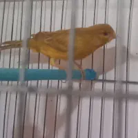 فروش قناری زیتونی نر