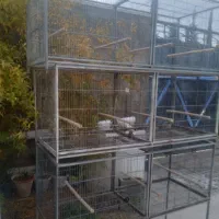 فروش قفس پرنده