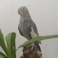 عروس هلندی ،اهلی ،مرغ عشق ،طوطی