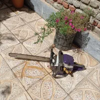 هرس درخت