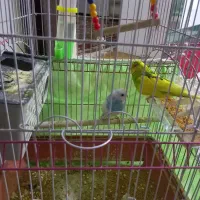 دوتا مرغ عشق سرحال نر وماده