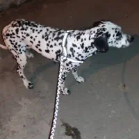 دالیشمن  ماده