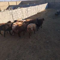 بره نر پای پروار|حیوانات مزرعه|سبزوار, قصبه غربی|دیوار