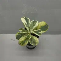 لیراتا ابلغ