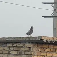 کفترنرپیس دم سفید کاکلی