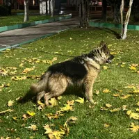 ژرمن شولاین درجه ۱