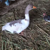 سلام غاز نر