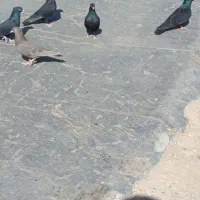 فروش شش عدد زاغ کاکلی