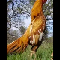 تخم از شما دستگاه از من