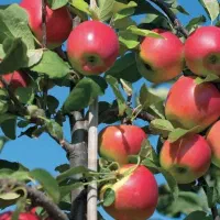 انواع نهال سیب ومیوه