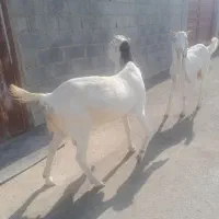 فروش بز گلابی