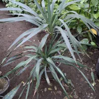 یوکا تنه وچندتا سوکا تنه و بابا ادم و...|گل و گیاه طبیعی|عباسآباد, |دیوار