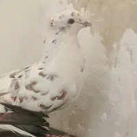 گمشده کفتر|حیوانات|قم, وادی السلام|دیوار